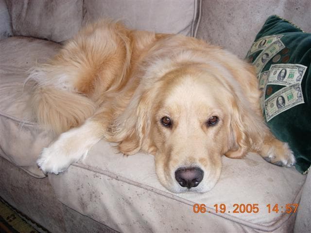 Golden Retriever yavrusu 2