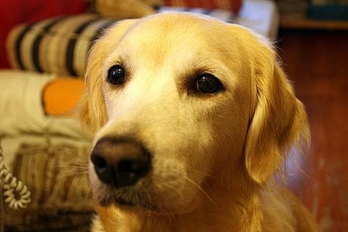 Golden Retriever yavrusu 2
