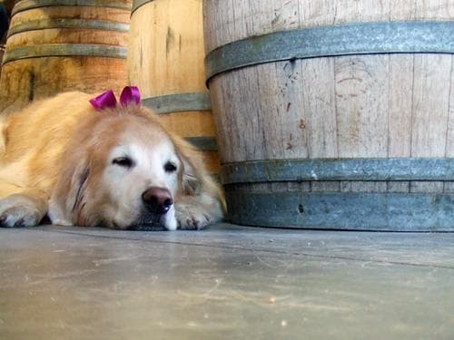 Golden Retriever yavrusu 3