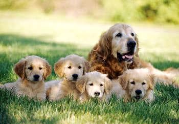 Golden Retriever yavrusu 3
