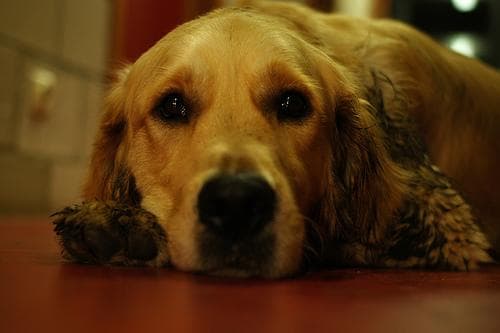 Golden Retriever yavrusu 3
