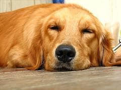 Golden Retriever yavrusu 3