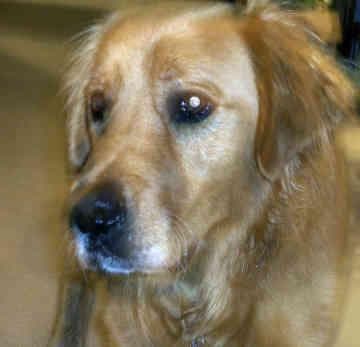 Golden Retriever yavrusu 3