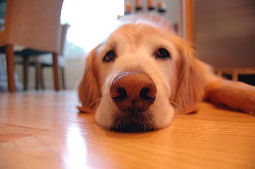 Golden Retriever yavrusu 1