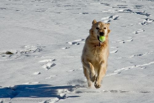 Golden Retriever yavrusu 2