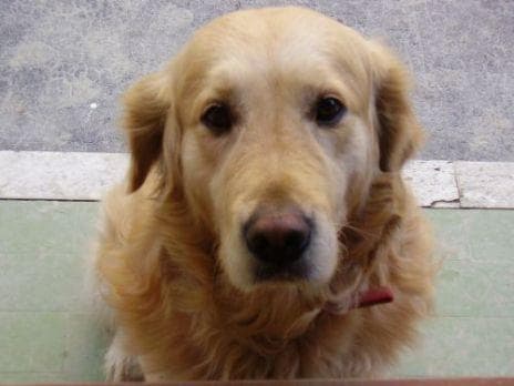 Golden Retriever yavrusu 2
