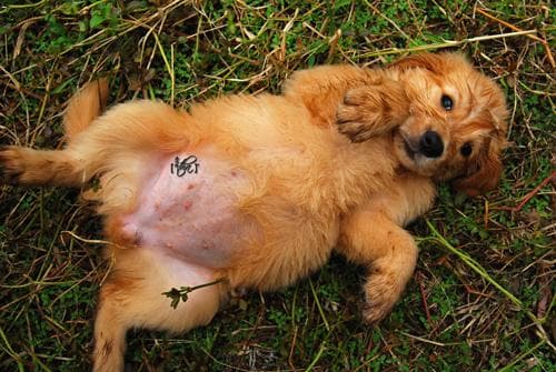 Golden Retriever yavrusu 3