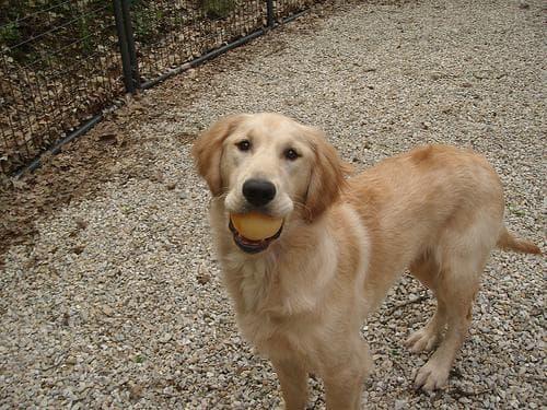 Golden Retriever yavrusu 2