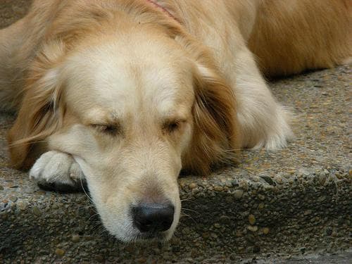Golden Retriever yavrusu 2