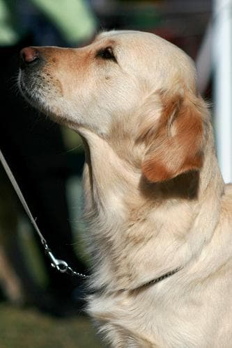Golden Retriever yavrusu 2