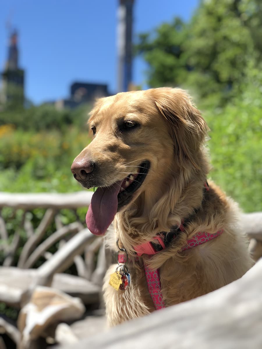 Golden Retriever yavrusu 3