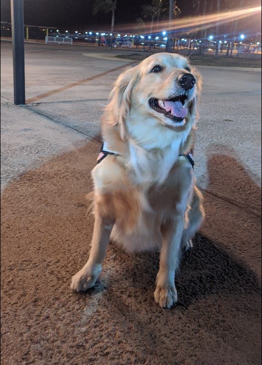 Golden Retriever yavrusu 2