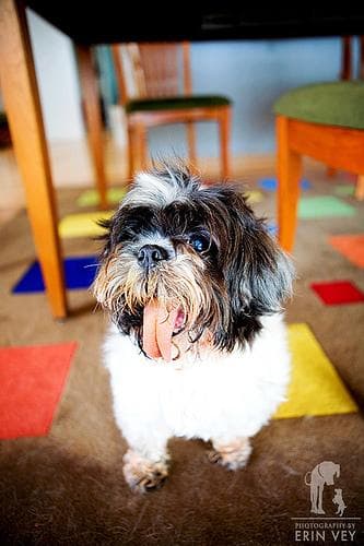 Shih Tzu yavrusu 3