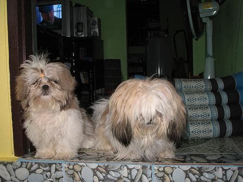 Shih Tzu yavrusu 3