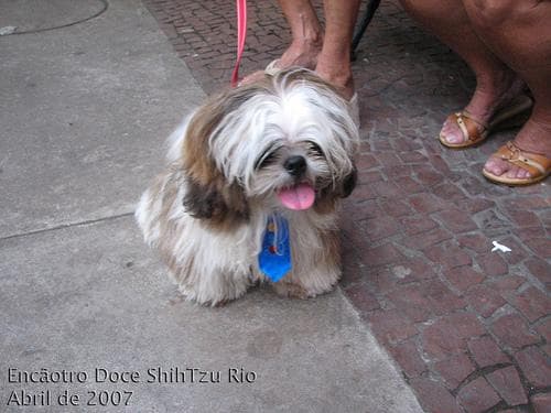 Shih Tzu yavrusu 2