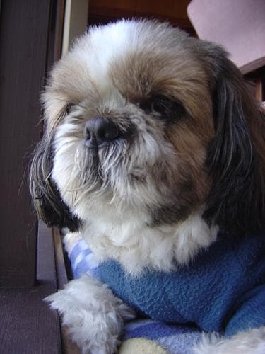 Shih Tzu yavrusu 3