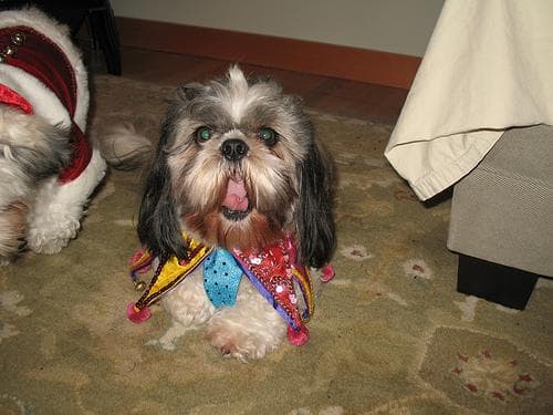 Shih Tzu yavrusu 2