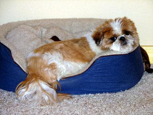 Shih Tzu yavrusu 3
