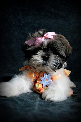 Shih Tzu yavrusu 1