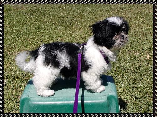 Shih Tzu yavrusu 3