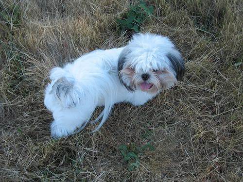 Shih Tzu yavrusu 3