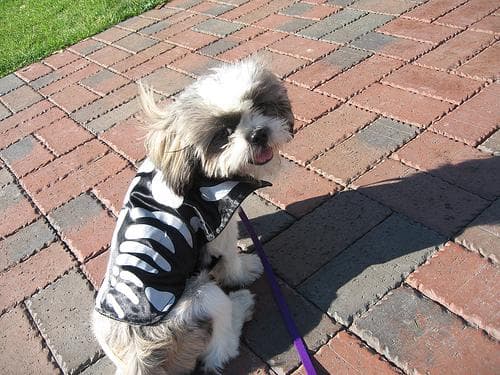 Shih Tzu yavrusu 2