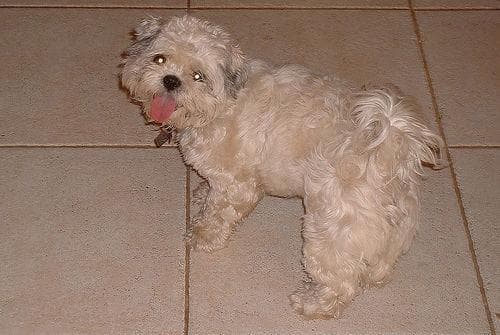 Shih Tzu yavrusu 3