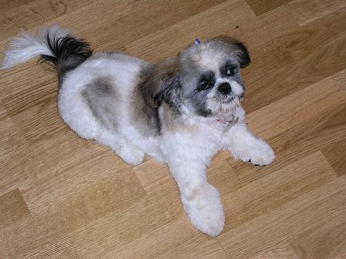 Shih Tzu yavrusu 2