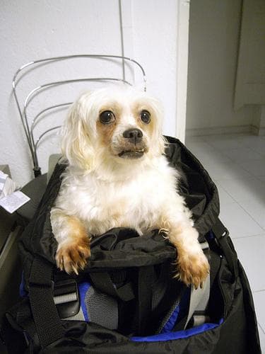 Shih Tzu yavrusu 1