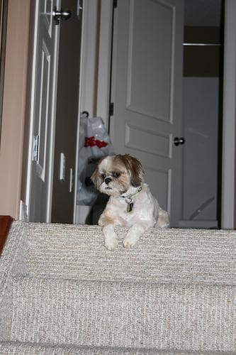 Shih Tzu yavrusu 2