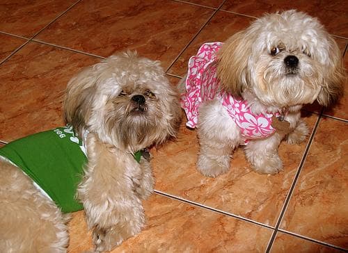 Shih Tzu yavrusu 1