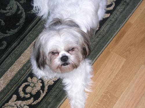 Shih Tzu yavrusu 2