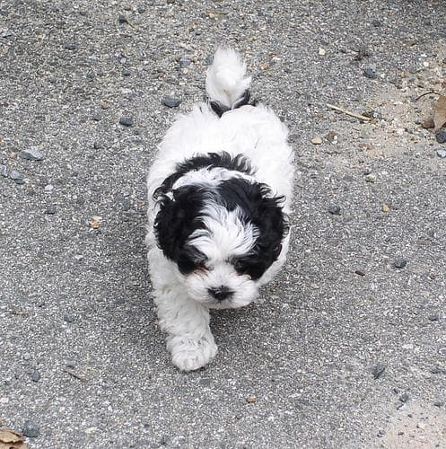 Shih Tzu yavrusu 3