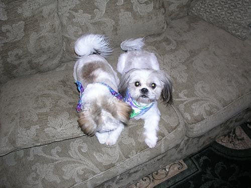 Shih Tzu yavrusu 2