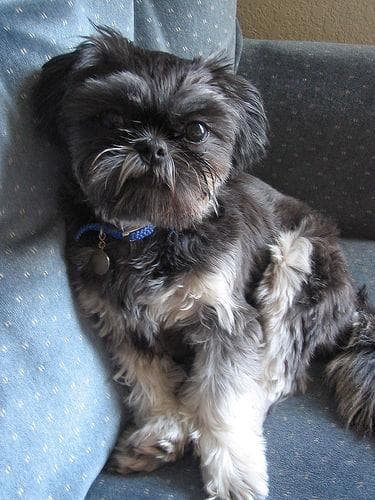 Shih Tzu yavrusu 3