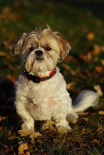 Shih Tzu yavrusu 2