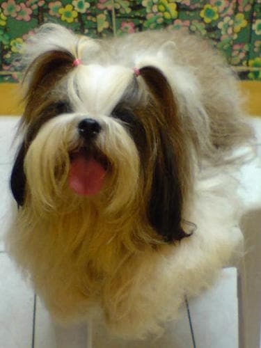 Shih Tzu yavrusu 3