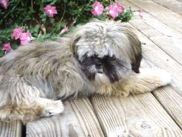 Shih Tzu yavrusu 1