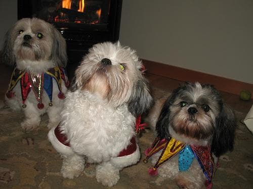 Shih Tzu yavrusu 2