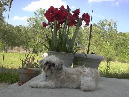 Shih Tzu yavrusu 1