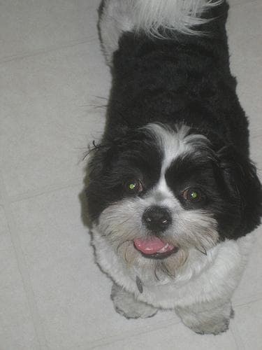 Shih Tzu yavrusu 2