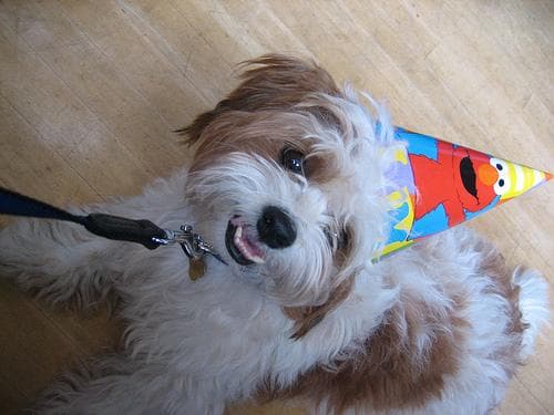 Shih Tzu yavrusu 3