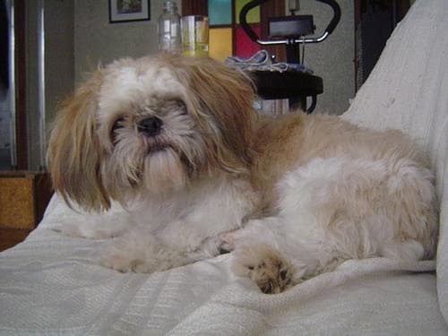 Shih Tzu yavrusu 3