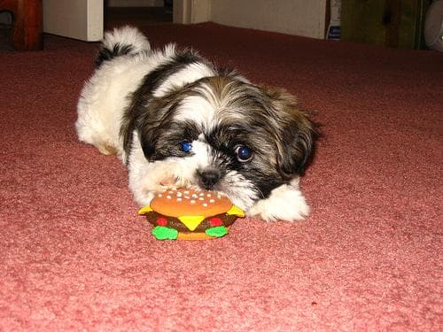 Shih Tzu yavrusu 3