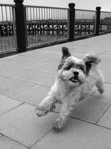 Shih Tzu yavrusu 3