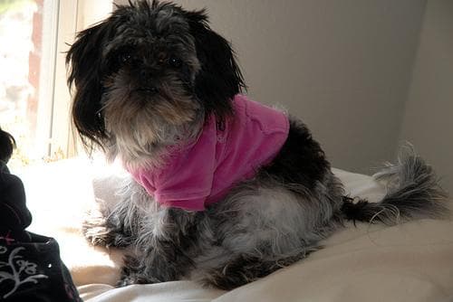 Shih Tzu yavrusu 2