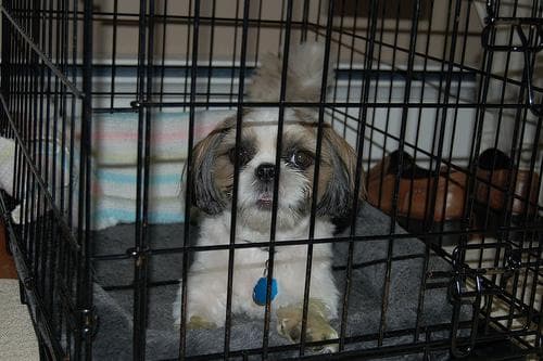 Shih Tzu yavrusu 2
