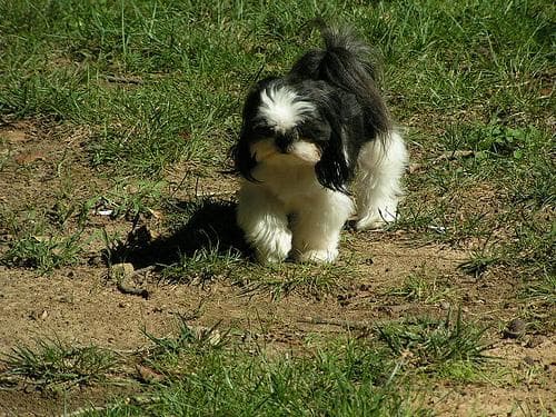 Shih Tzu yavrusu 3