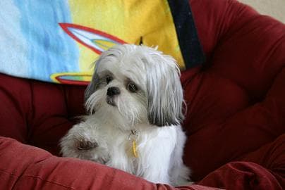 Shih Tzu yavrusu 2