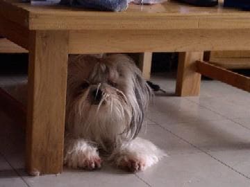 Shih Tzu yavrusu 2